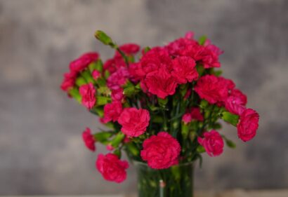 Dianthus ‘pink passion’ - Anjer