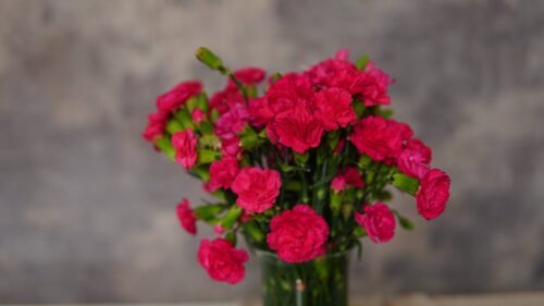 Dianthus ‘pink passion’ - Anjer