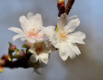 Prunus avium ‘Sylvia’ - Zuilkers