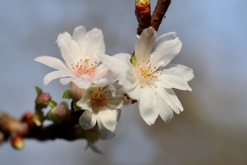 Prunus avium ‘Sylvia’ - Zuilkers