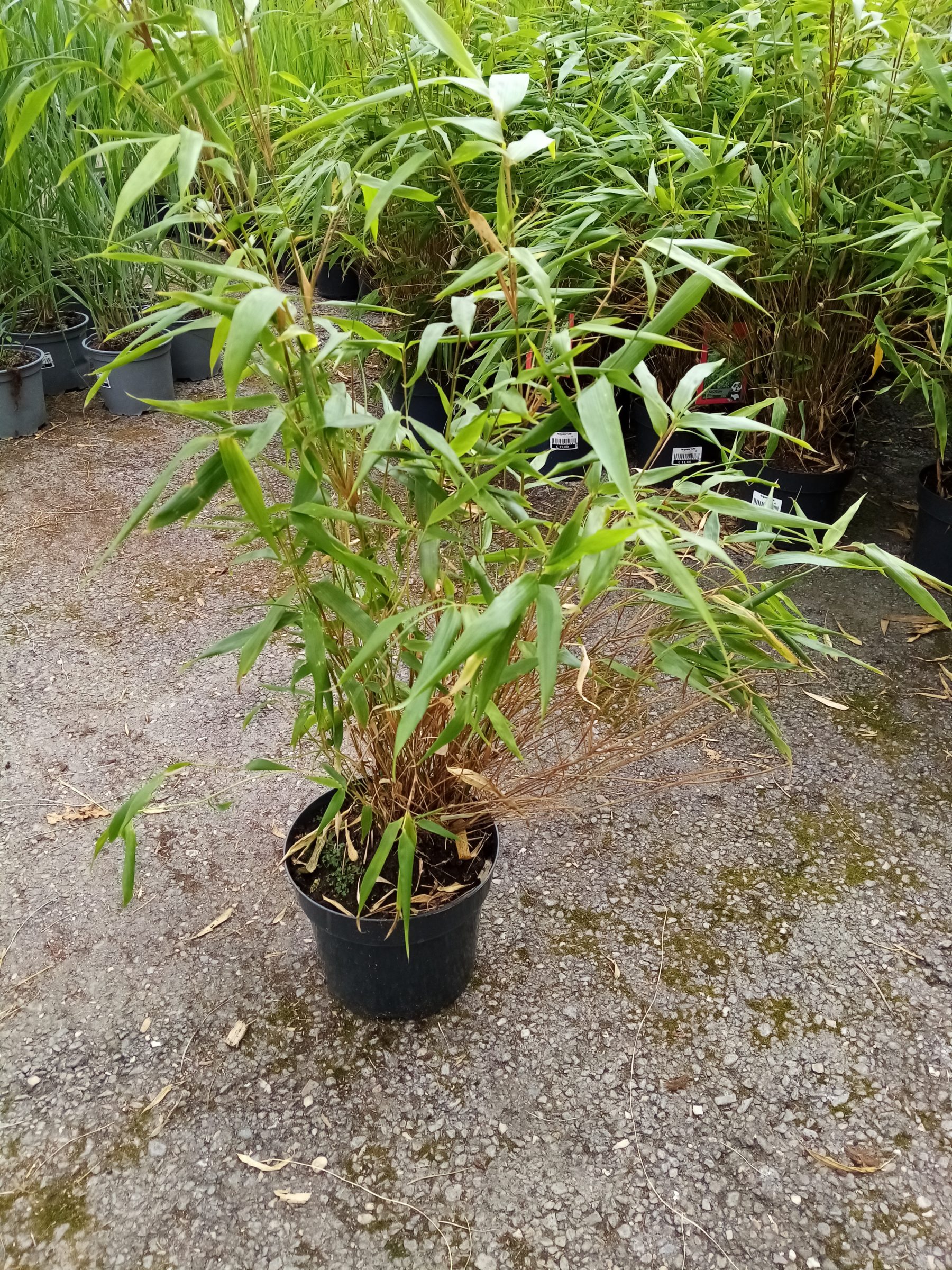 Fargesia ‘rufa’ 2 liter pot