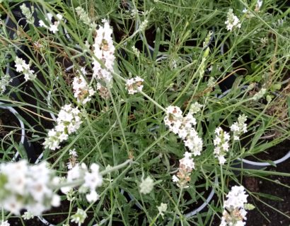 Lavandula intermedia ‘Edelweiss’ - lavendel