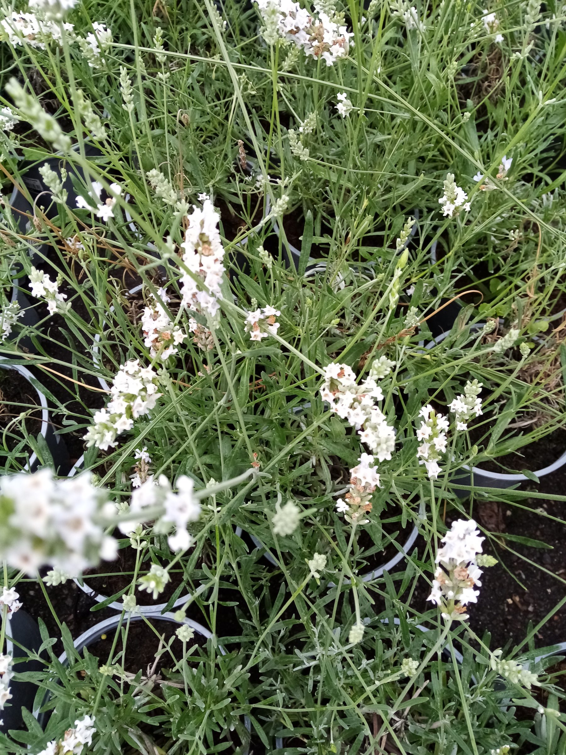 Lavandula intermedia ‘Edelweiss’ - lavendel