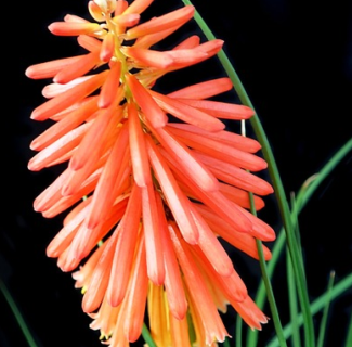 Kniphofia uvaria - Vuurpijl