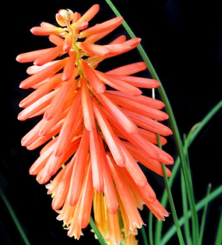 Kniphofia uvaria - Vuurpijl