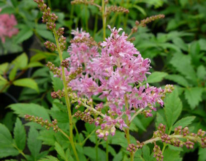 Astilbe arend. ‘astary pink’ - Pluimspirea