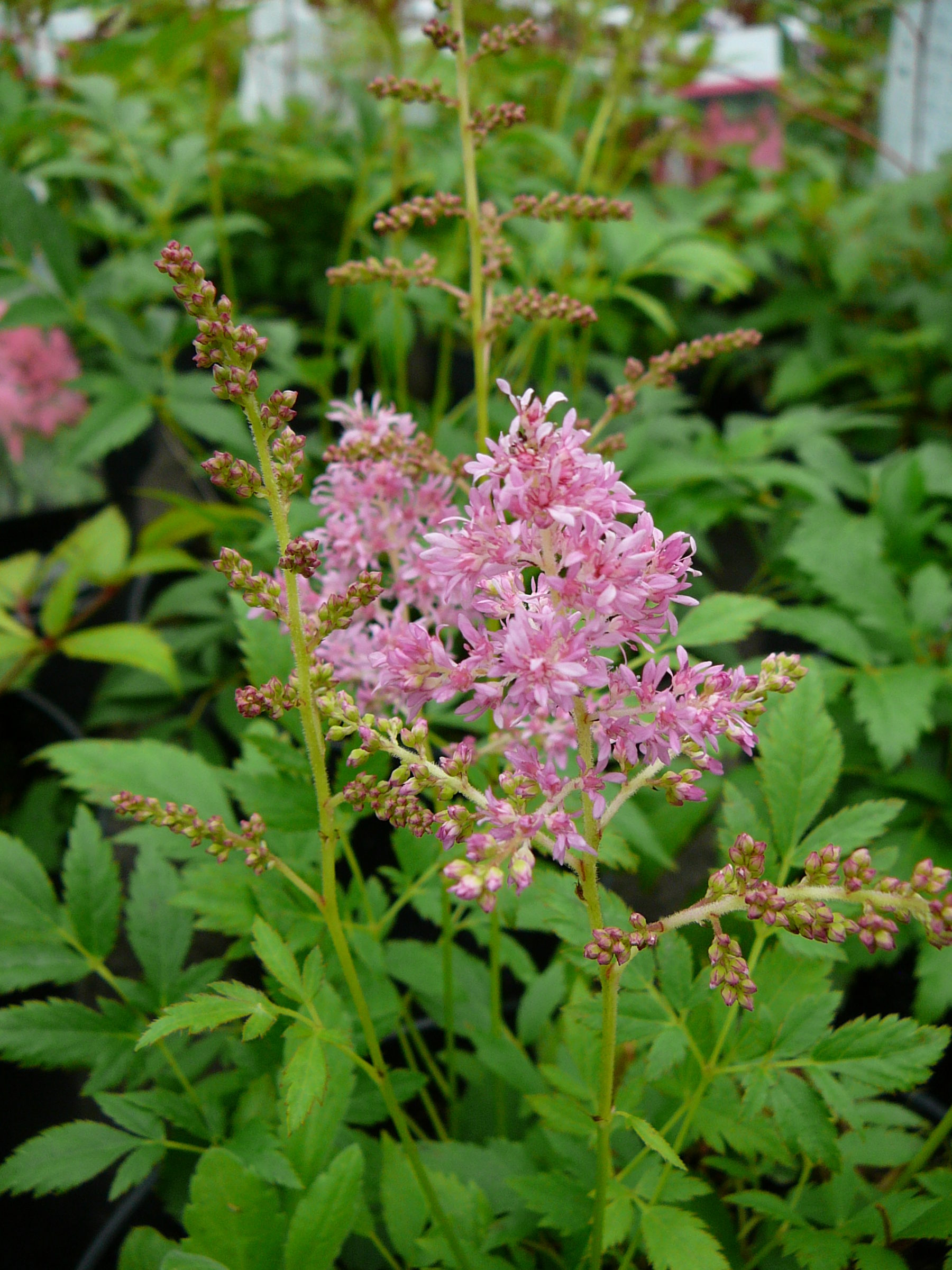 Astilbe arend. ‘astary pink’ - Pluimspirea