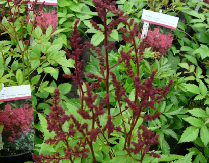 Astilbe arend. ‘astary red’ - Pluimspirea