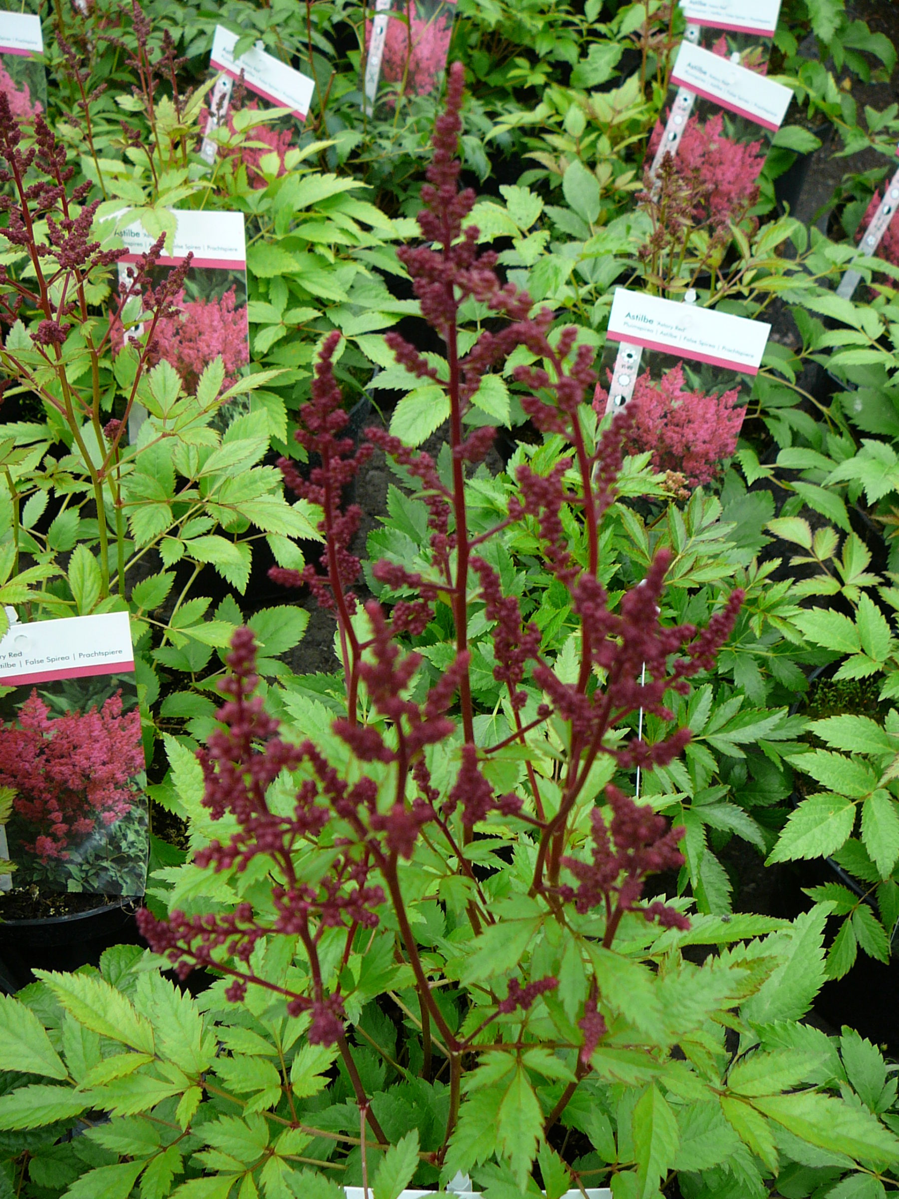 Astilbe arend. ‘astary red’ - Pluimspirea