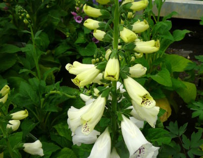 Digitalis purpurea ‘white’ - Vingerhoedskruid