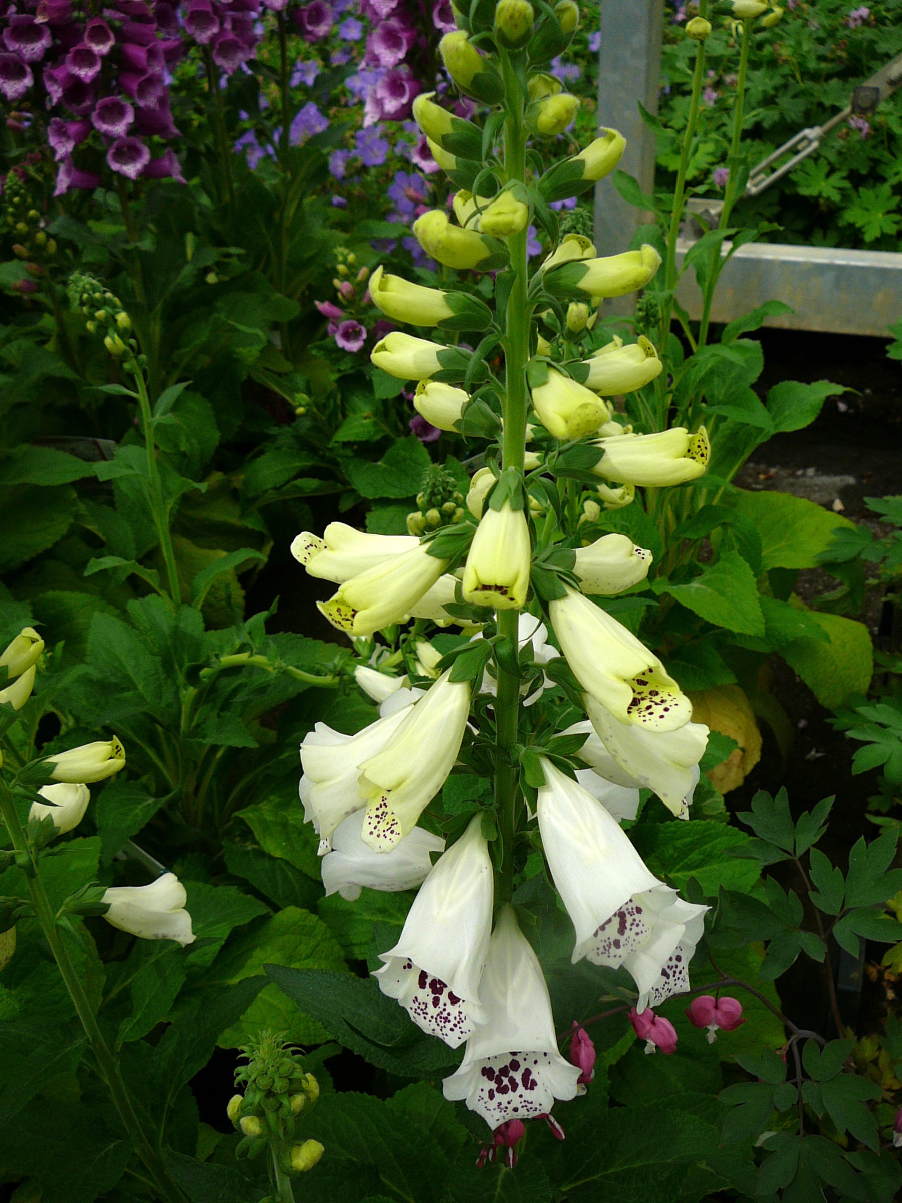 Digitalis purpurea ‘white’ - Vingerhoedskruid