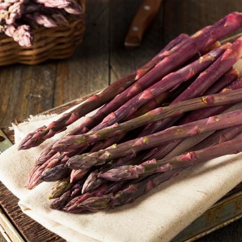 Asparagus officinalis ‘Purple’ - Paarse Asperge