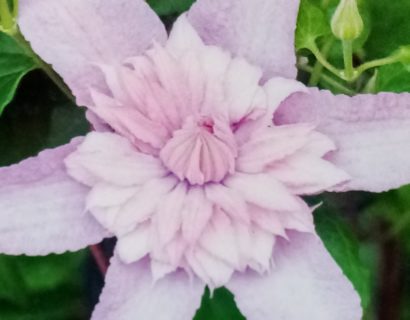 Clematis ‘multi pink’ - Bosrank