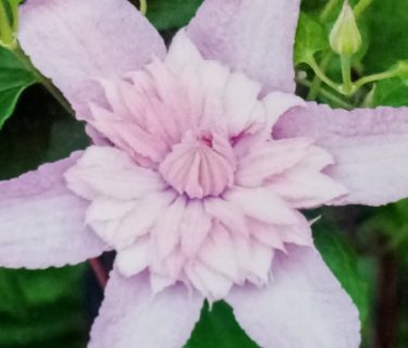 Clematis ‘multi pink’ - Bosrank