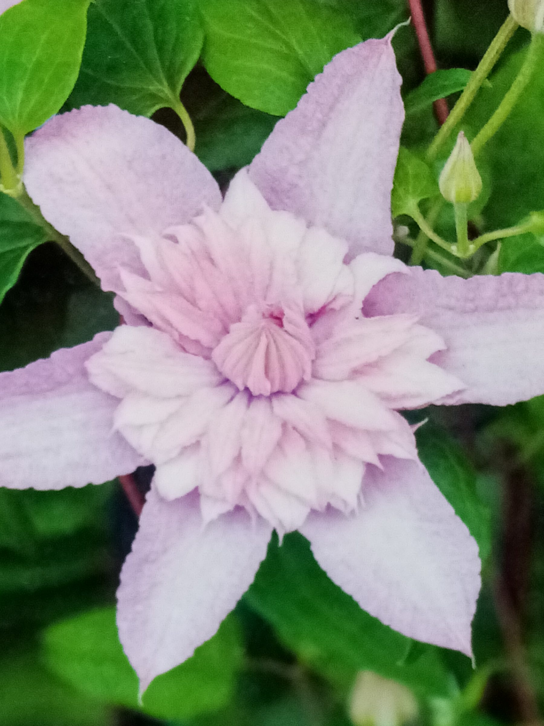 Clematis ‘multi pink’ - Bosrank