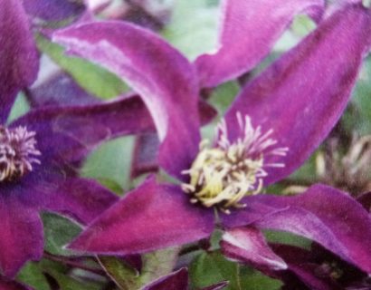 Clematis ‘noora’ - Bosrank