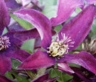 Clematis ‘noora’ - Bosrank