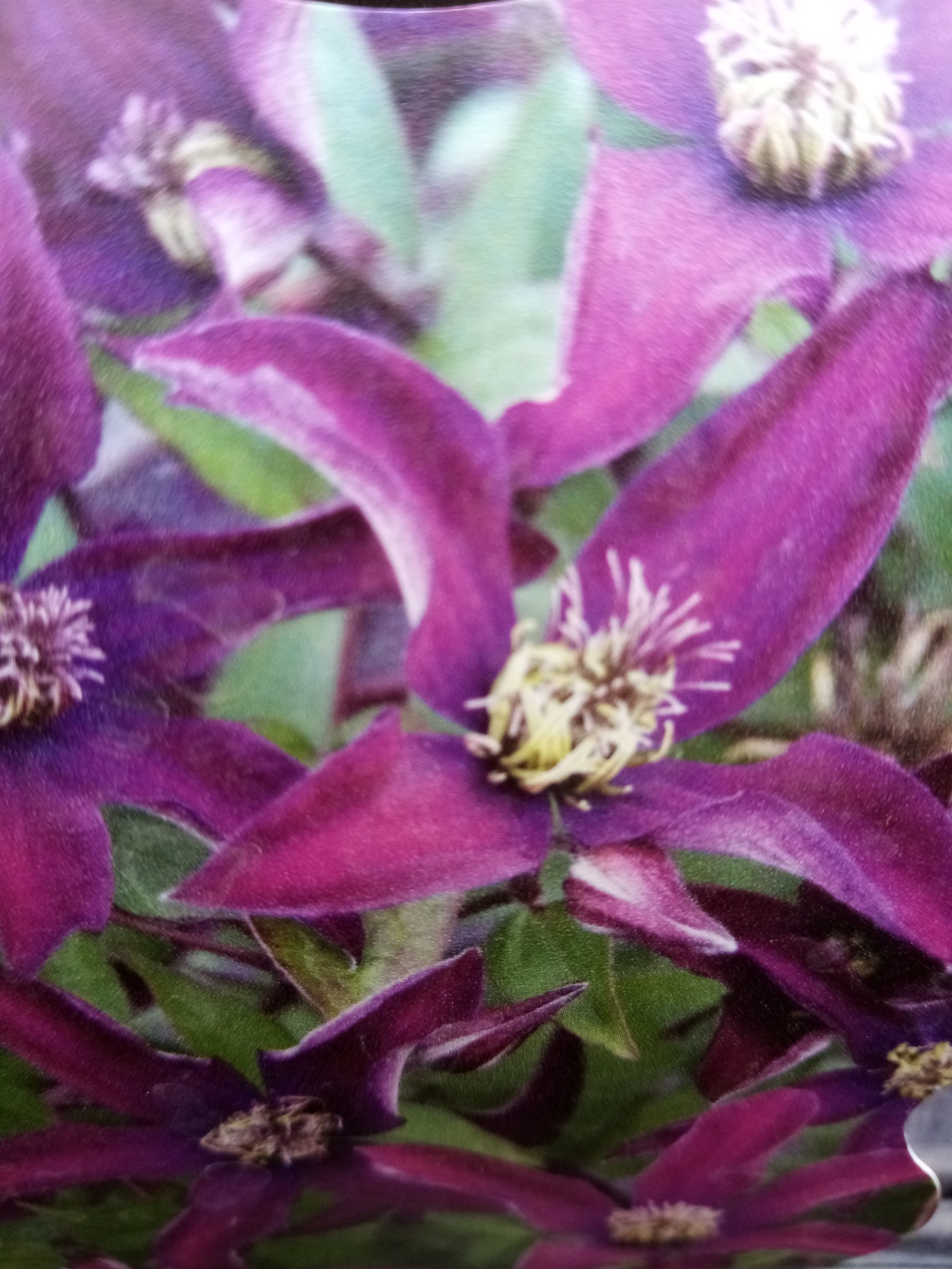 Clematis ‘noora’ - Bosrank