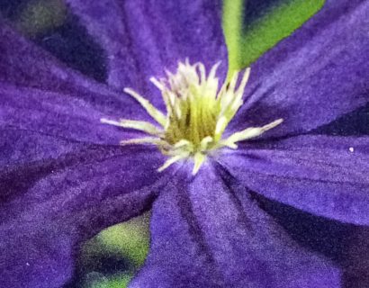 Clematis ‘romantika’