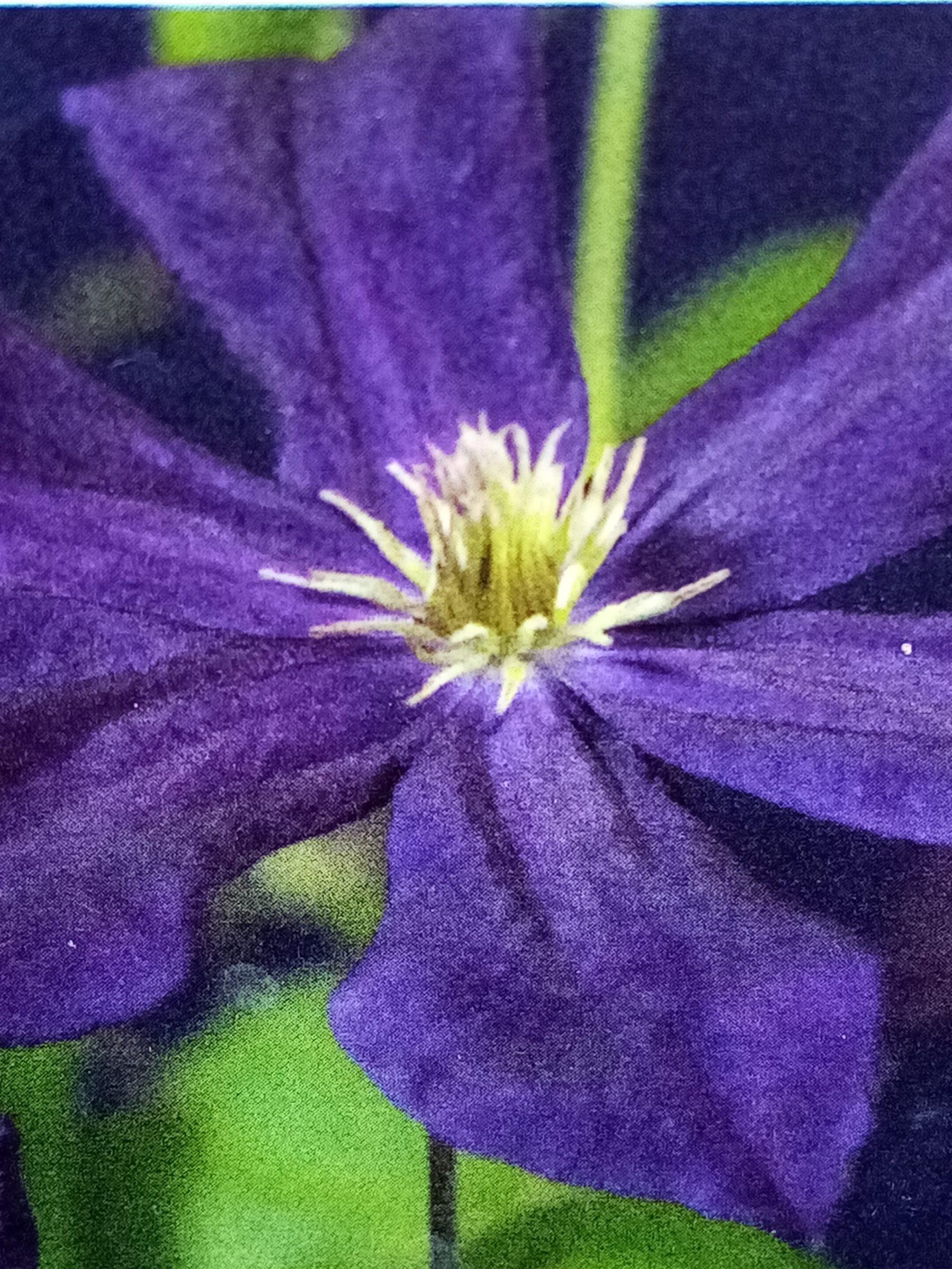 Clematis ‘romantika’ - Bosrank