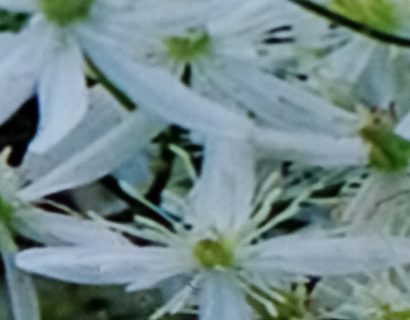 Clematis ’terniflora’