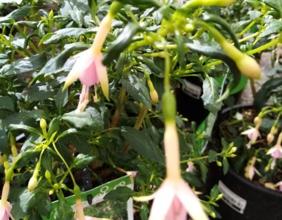 Fuchsia ‘Whiteknights Pearl’ - Bellenplant