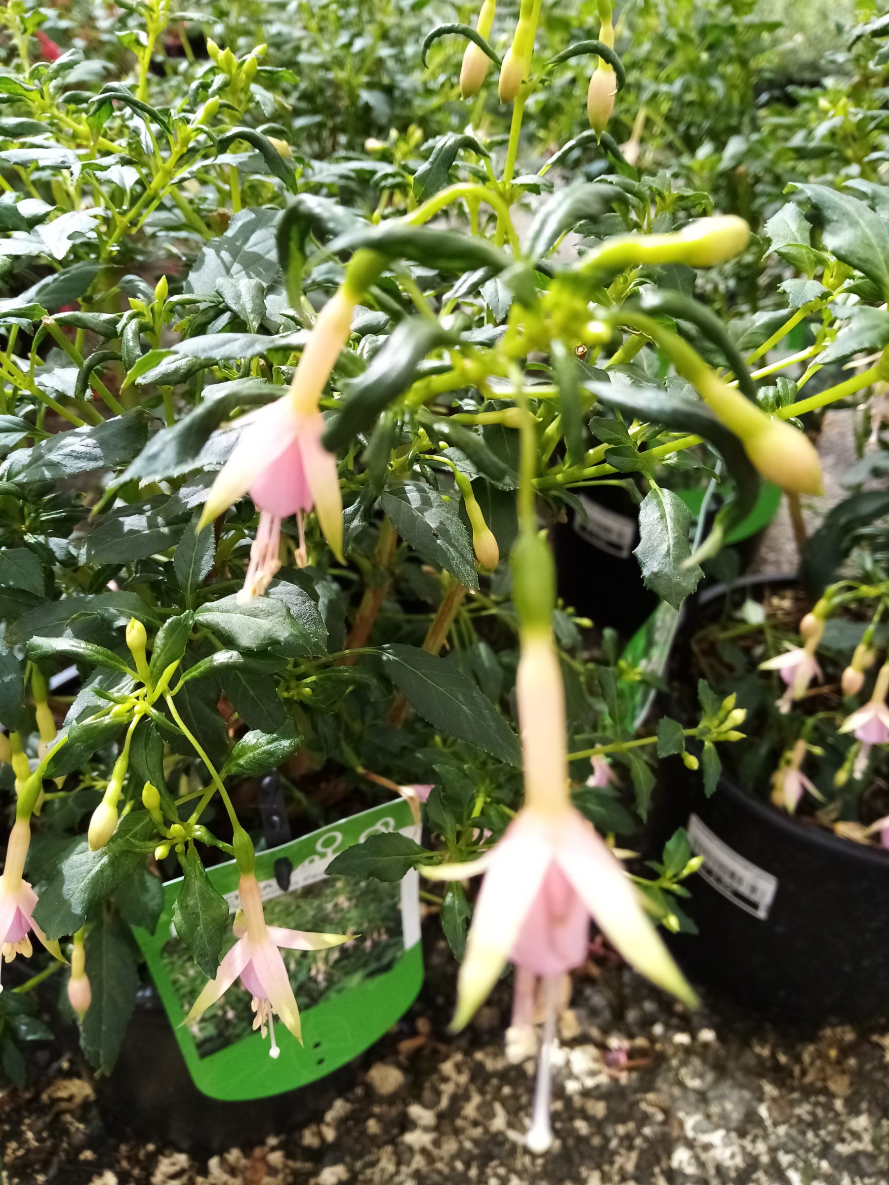 Fuchsia ‘Whiteknights Pearl’ - Bellenplant