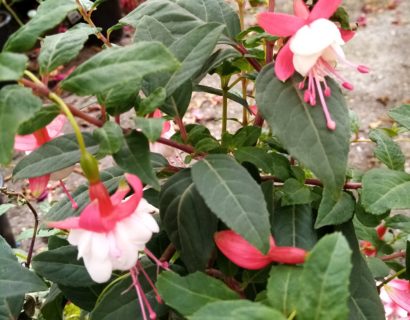 Fuchsia ‘Connie’ (grote pot) - Bellenplant