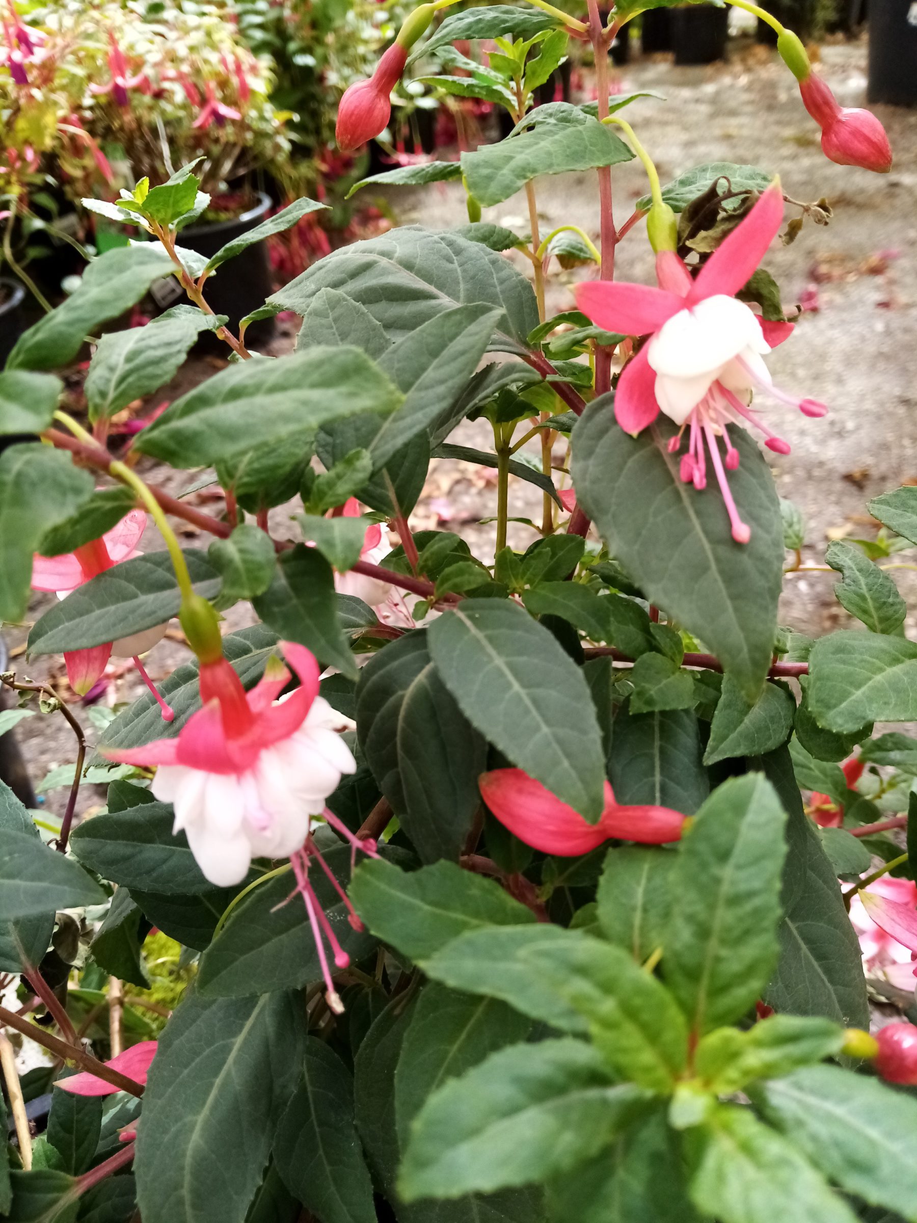 Fuchsia ‘Connie’ (grote pot) - Bellenplant