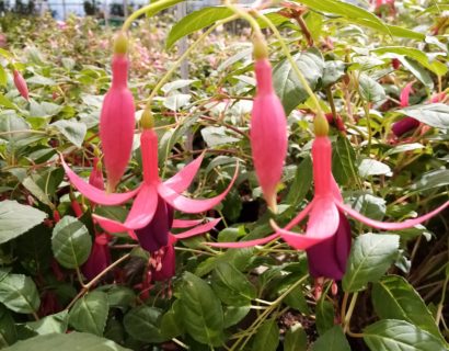 Fuchsia ‘Charming’ (grote pot) - Bellenplant