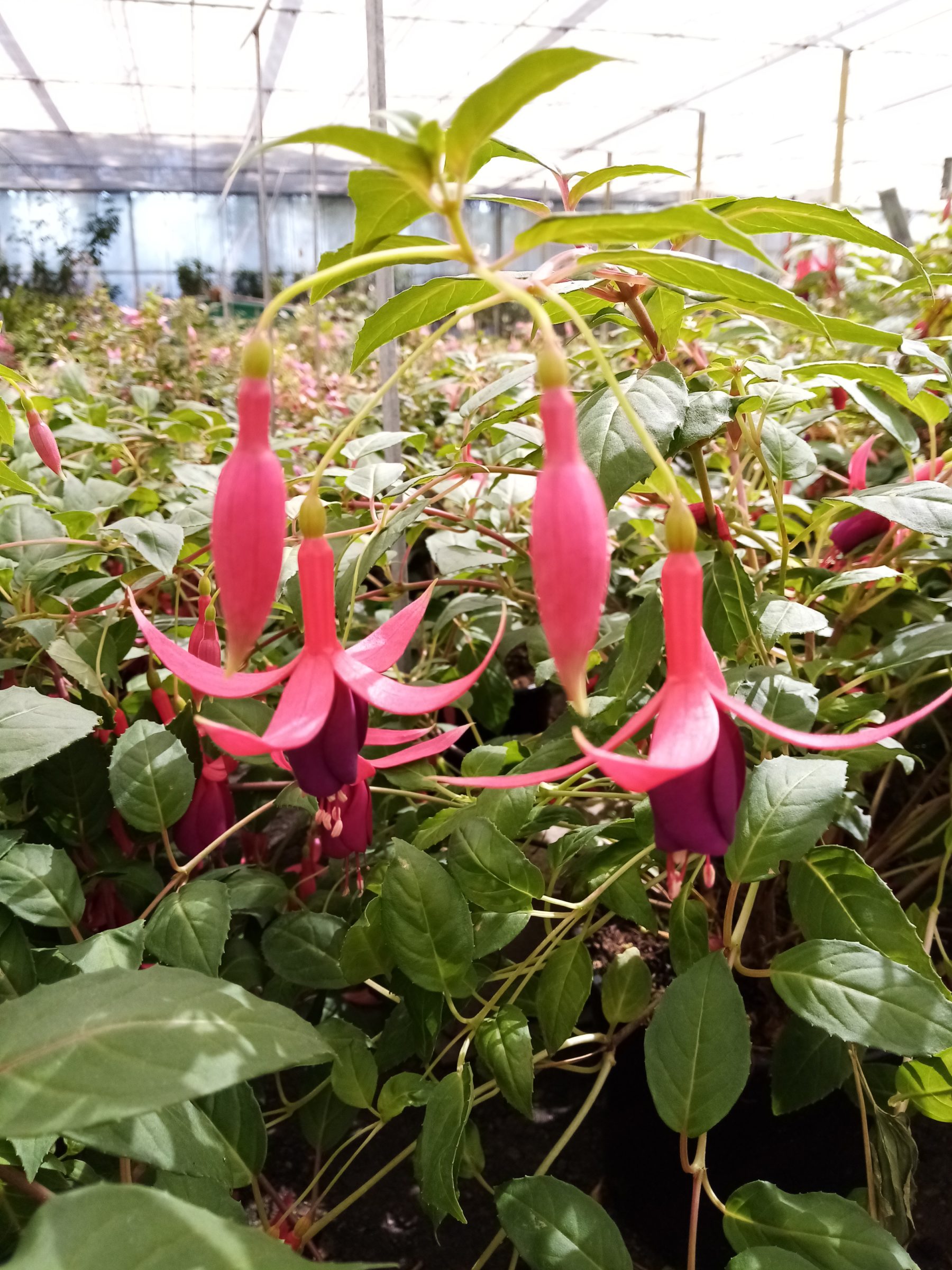 Fuchsia ‘Charming’ (grote pot) - Bellenplant