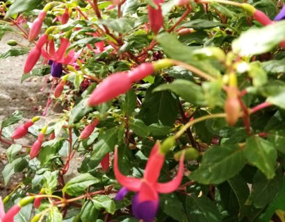 Fuchsia ‘Genii’ - Bellenplant