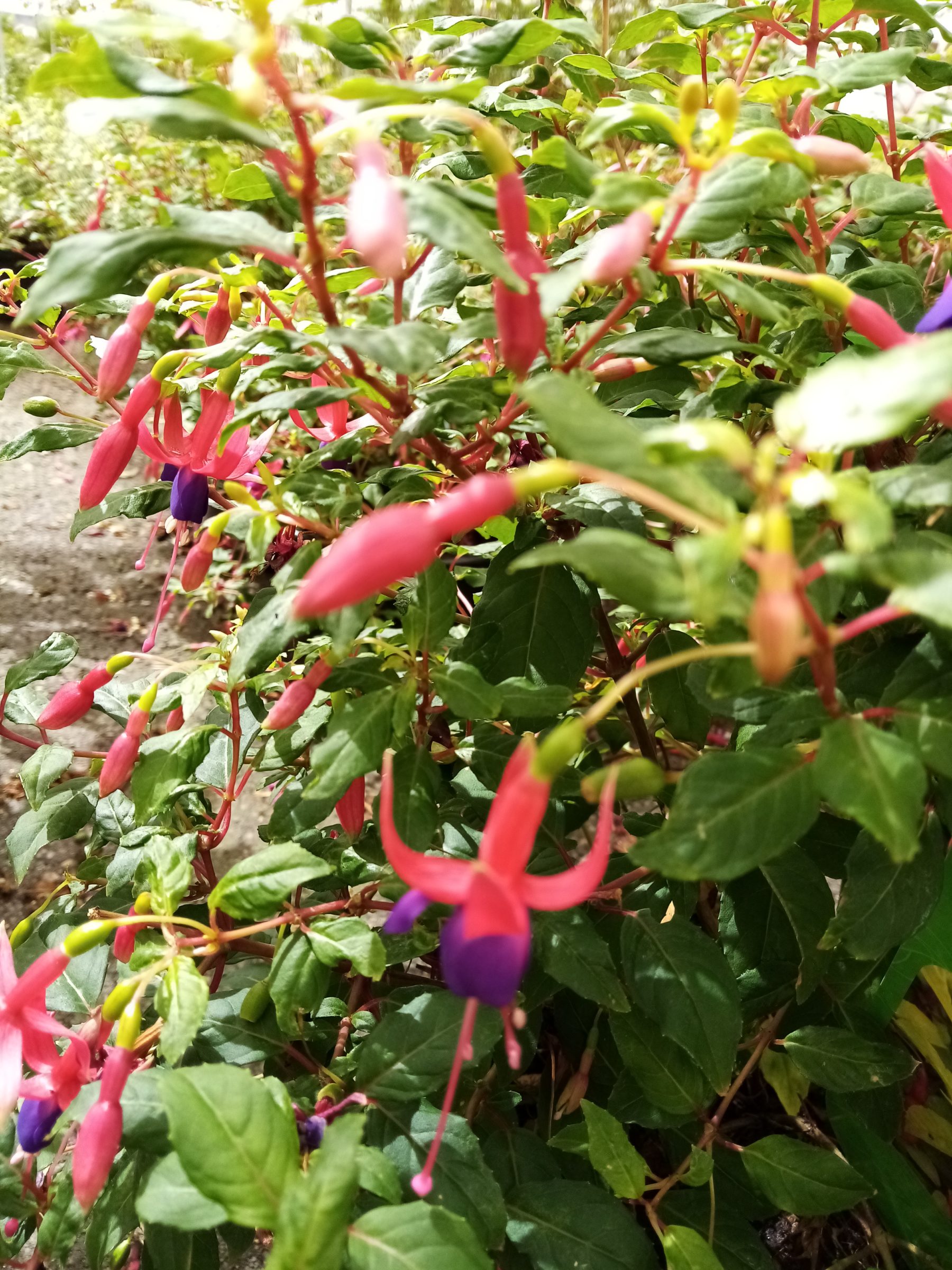 Fuchsia ‘Genii’ - Bellenplant