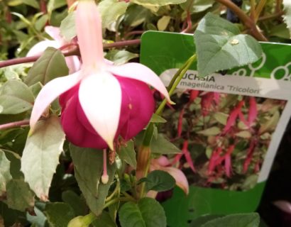 Fuchsia magellanica ‘Tricolor’ (grote pot) - Bellenplant