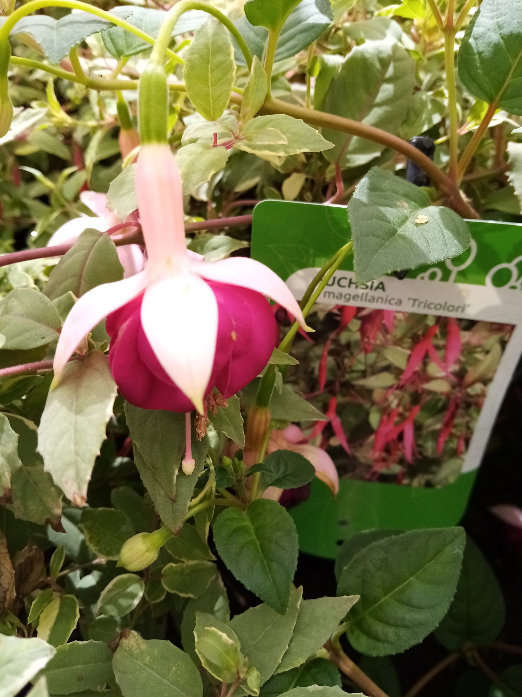 Fuchsia magellanica ‘Tricolor’ (grote pot) - Bellenplant