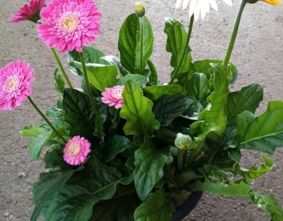 Gerbera ‘garvinea’ - Gerbera