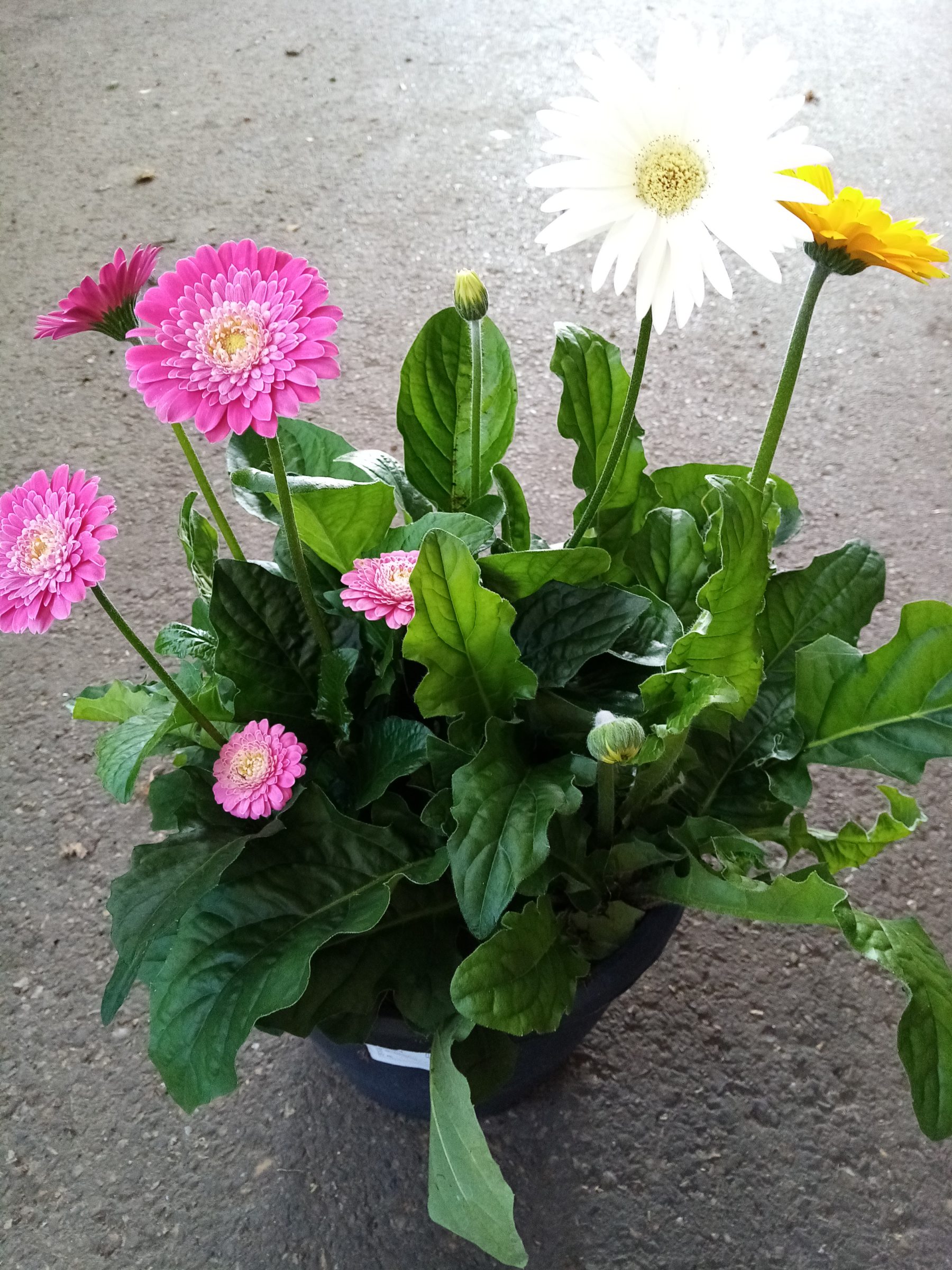 Gerbera ‘garvinea’ - Gerbera