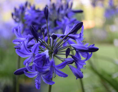 Agapanthus ‘northern star’ - Afrikaanse lelie