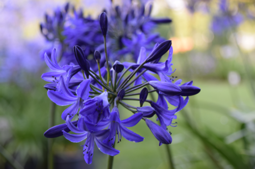 Agapanthus ‘northern star’ - Afrikaanse lelie