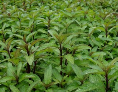 Mentha ‘Thai’