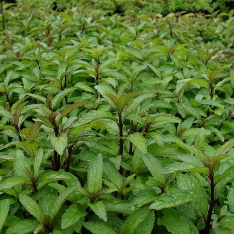 Mentha ‘Thai’ - Thaise munt