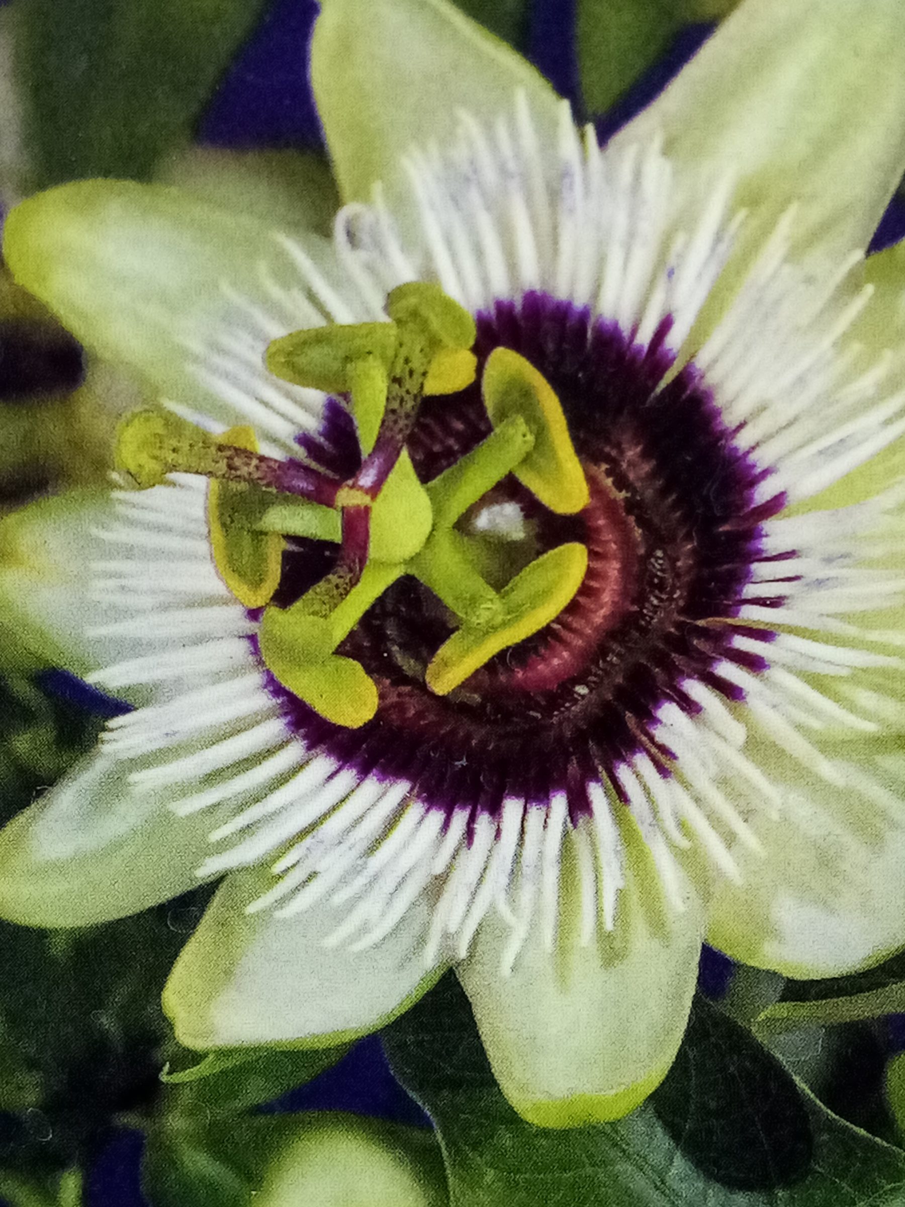 Passiflora ‘beauty of hannover’ - Passiebloem