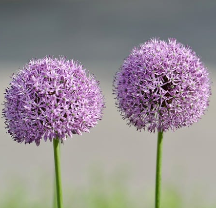 Allium cernuum ‘Little Sapphire’ - Indianenbieslook