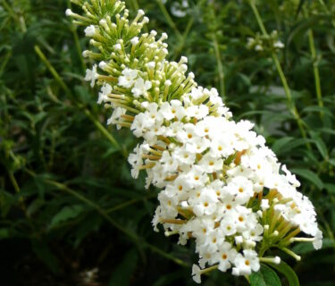 Buddleja davidii ‘Nanho White’ - Vlinderstruik