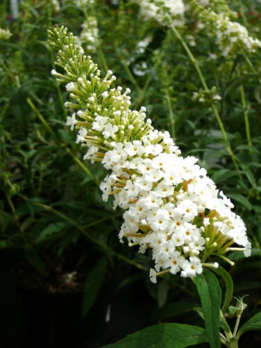 Buddleja ‘Summer Bird White’ - Vlinderstruik