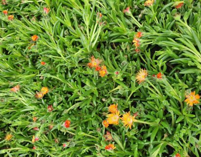 Delosperma ‘Jewel of dessert’ mix - Middagbloempje