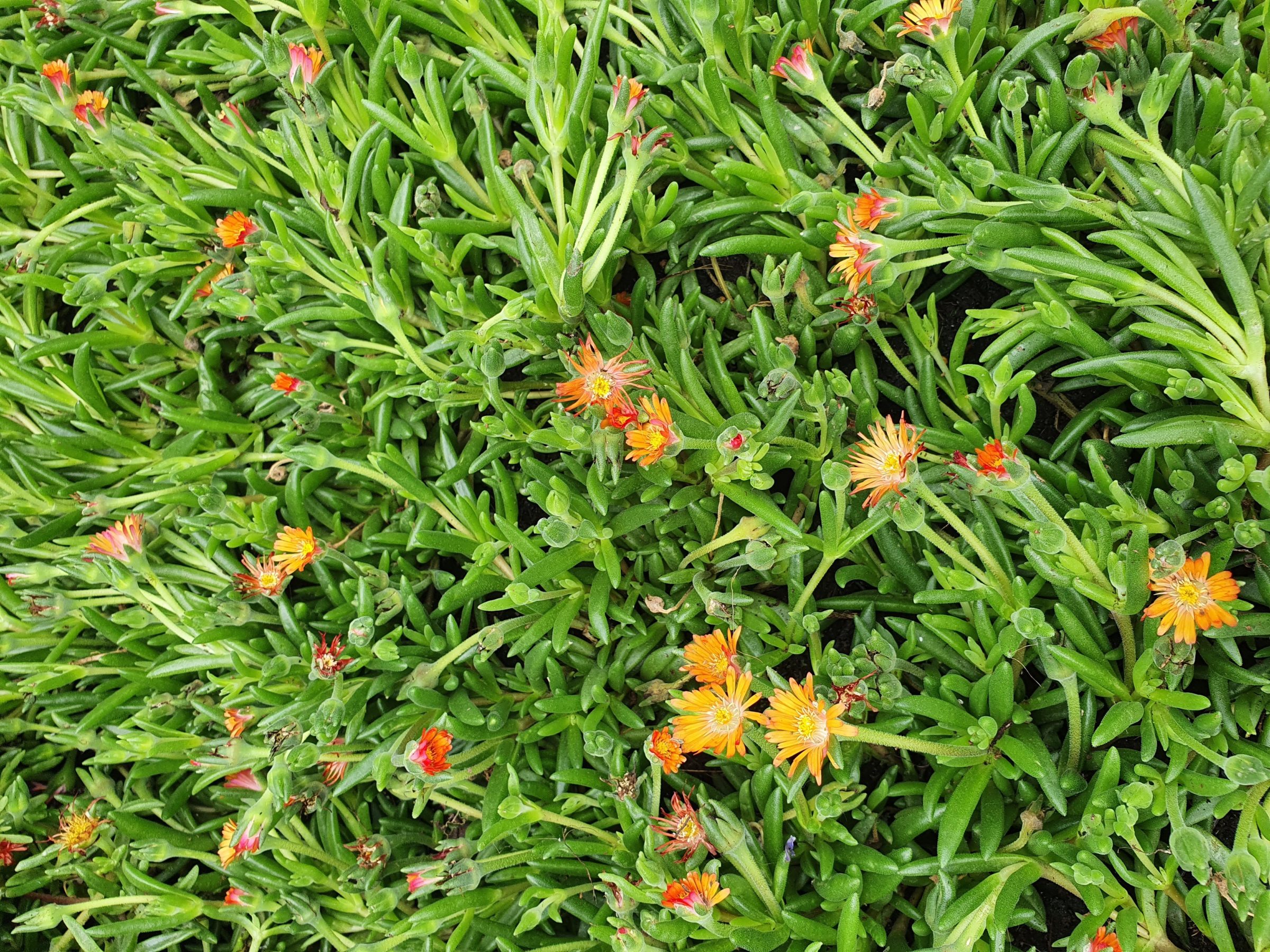 Delosperma ‘Jewel of dessert’ mix - Middagbloempje