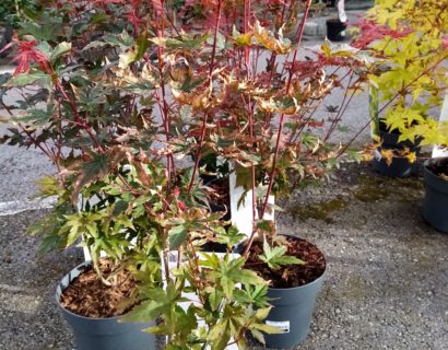 Acer palmatum ‘Red Wine’ - Japanse esdoorn