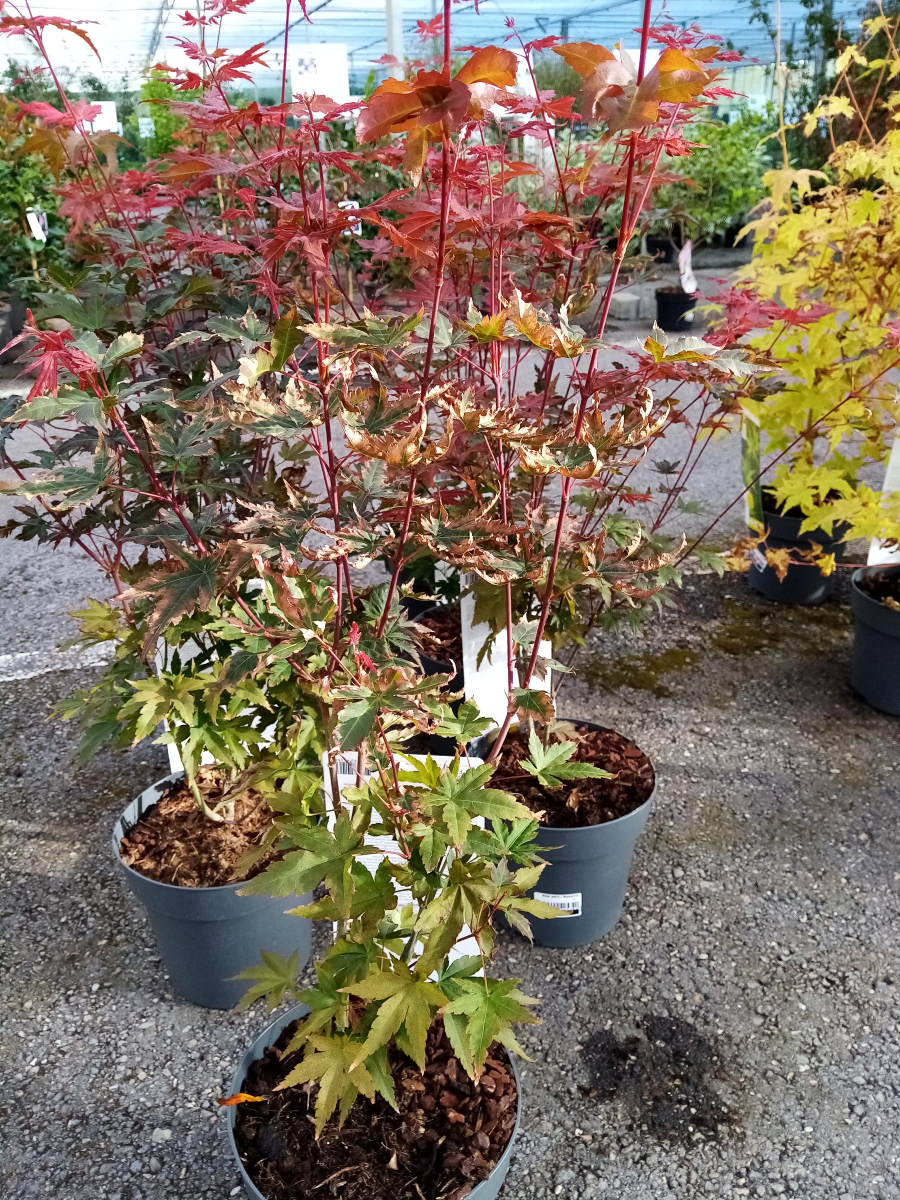 Acer palmatum ‘Red Wine’ - Japanse esdoorn