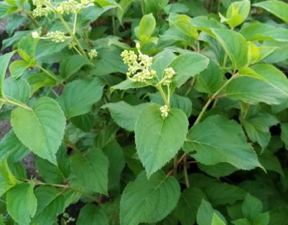 Hydrangea paniculata ‘Pink Lady’ - Hortensia